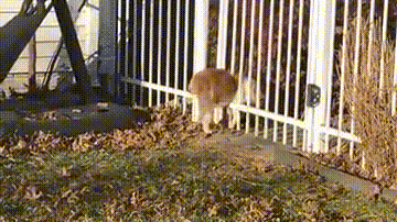 一只对自己身材没点AC数的橘猫…落荒而逃的背影简直哈哈哈哈哈